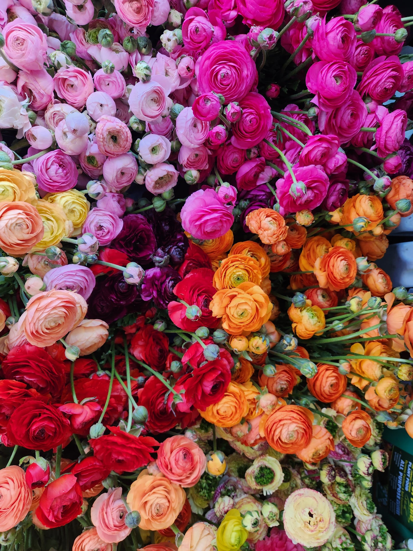 Italian Ranunculus Mixed