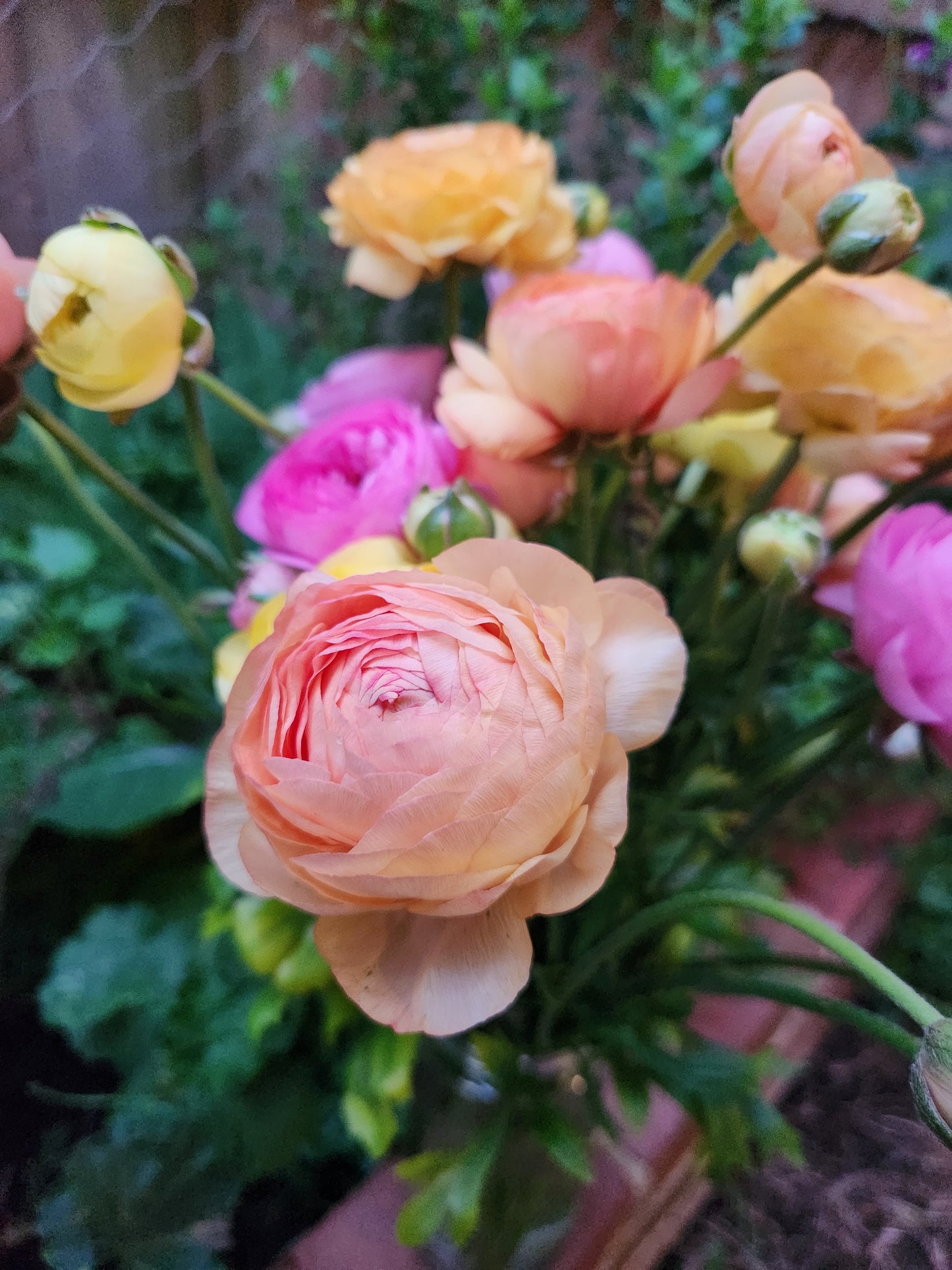 Italian Ranunculus Pastel Mix