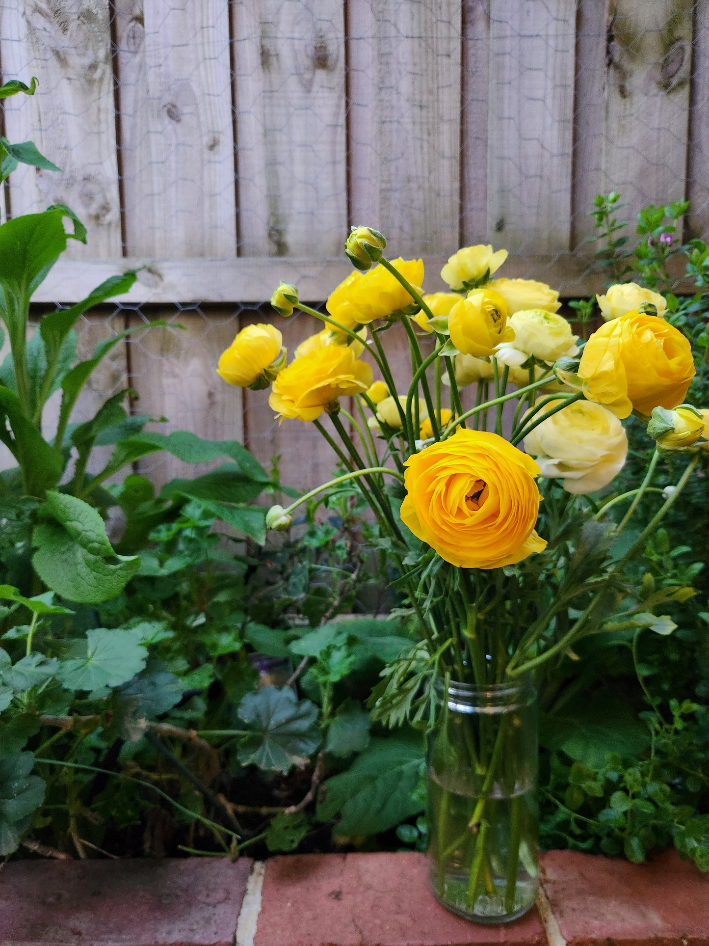Italian Ranunculus Yellow