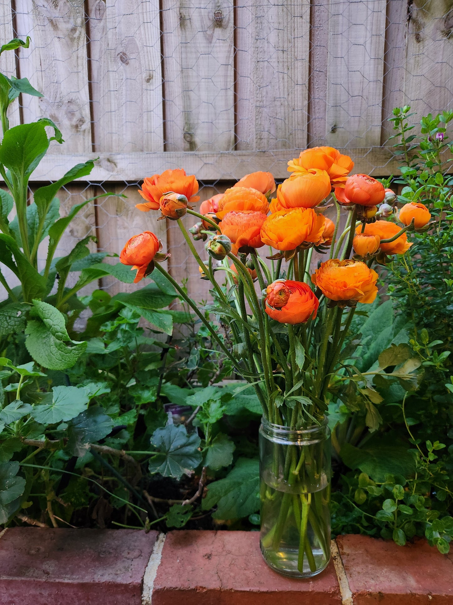 Italian Ranunculus Orange