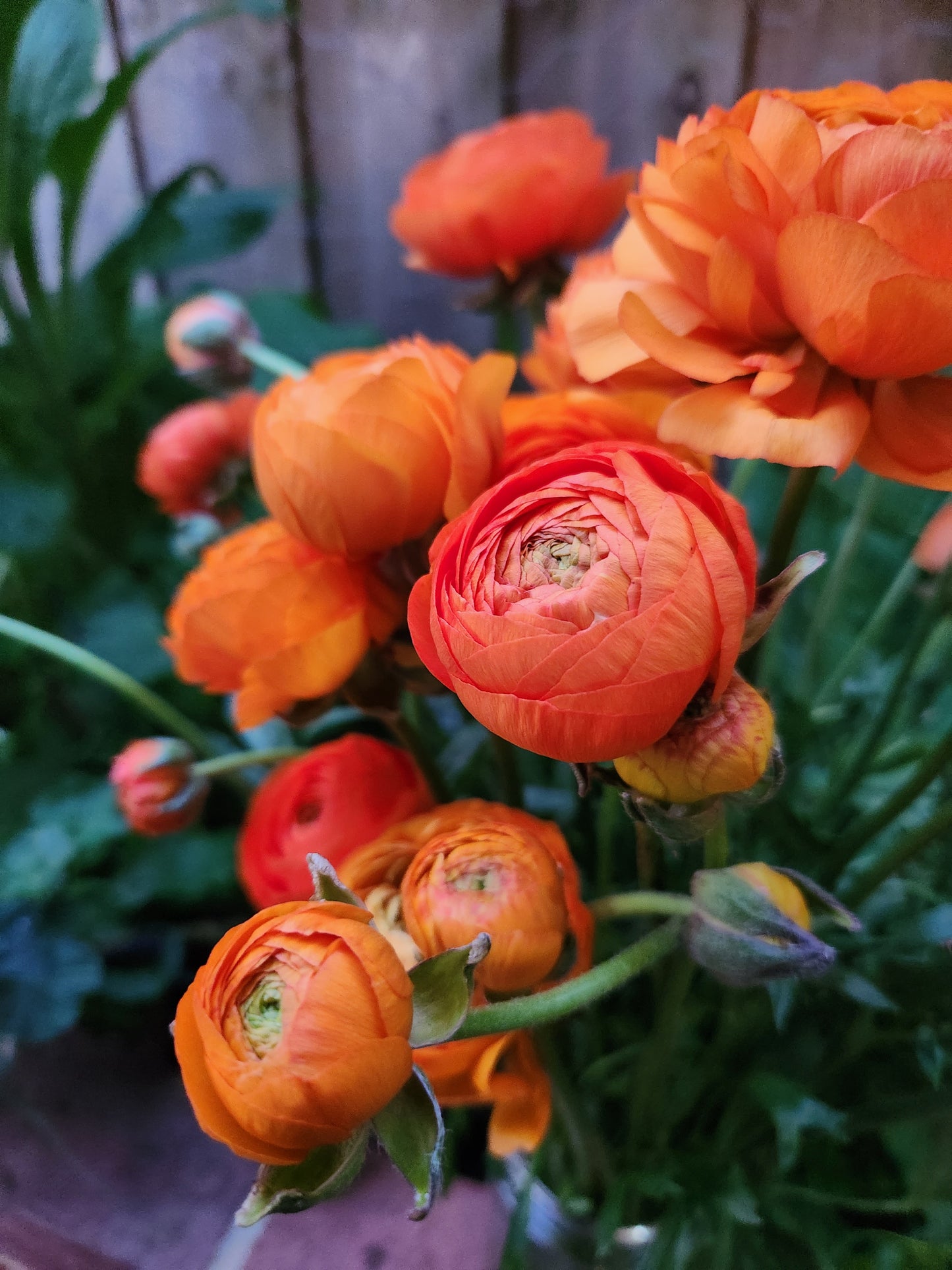 Italian Ranunculus Orange