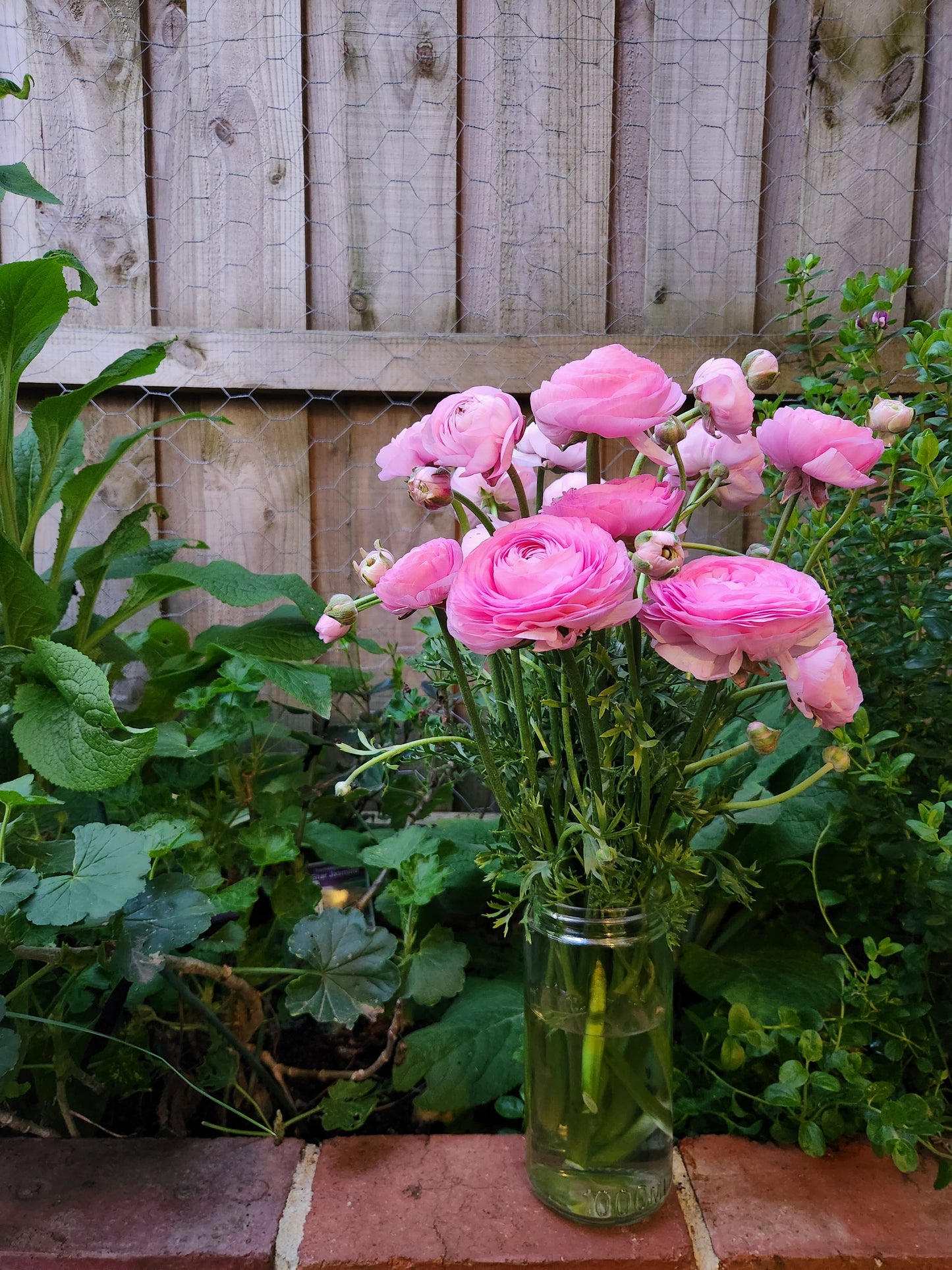 Italian Ranunculus Marshmallow
