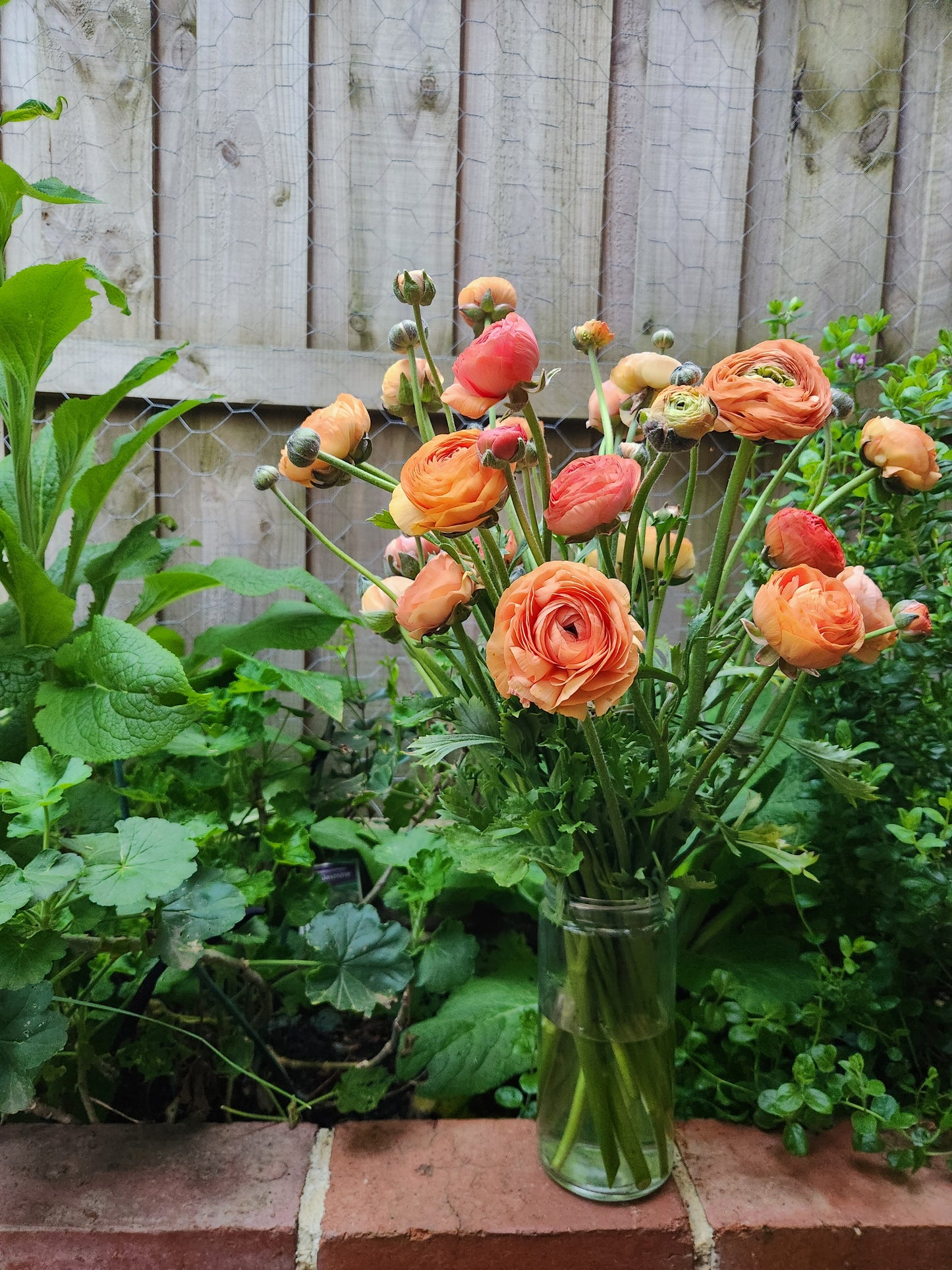 Italian Ranunculus Salmon