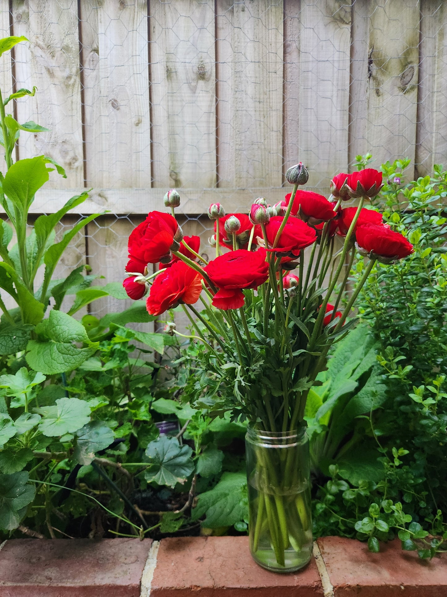Italian Ranunculus Deep Red