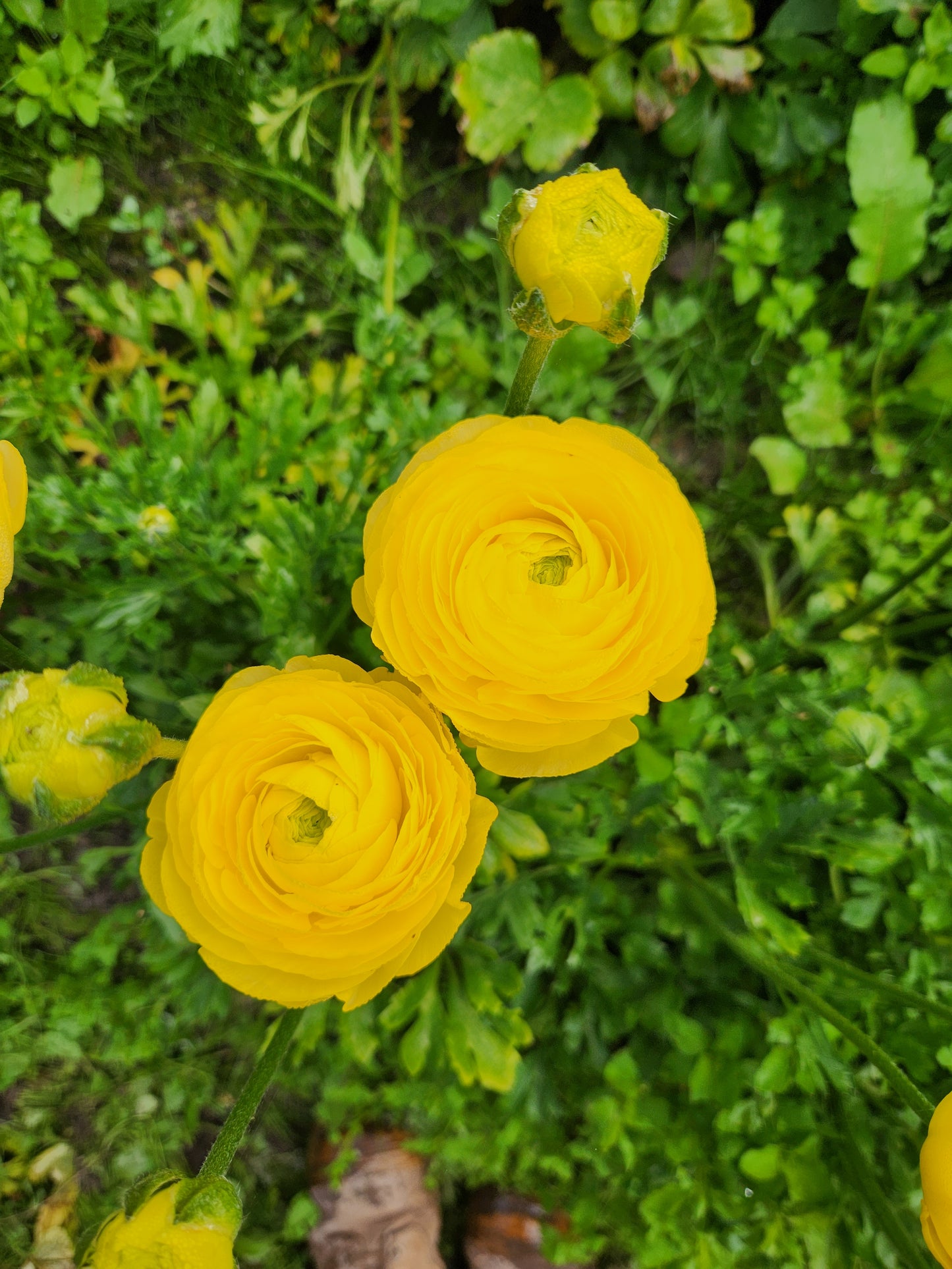 Italian Ranunculus Yellow