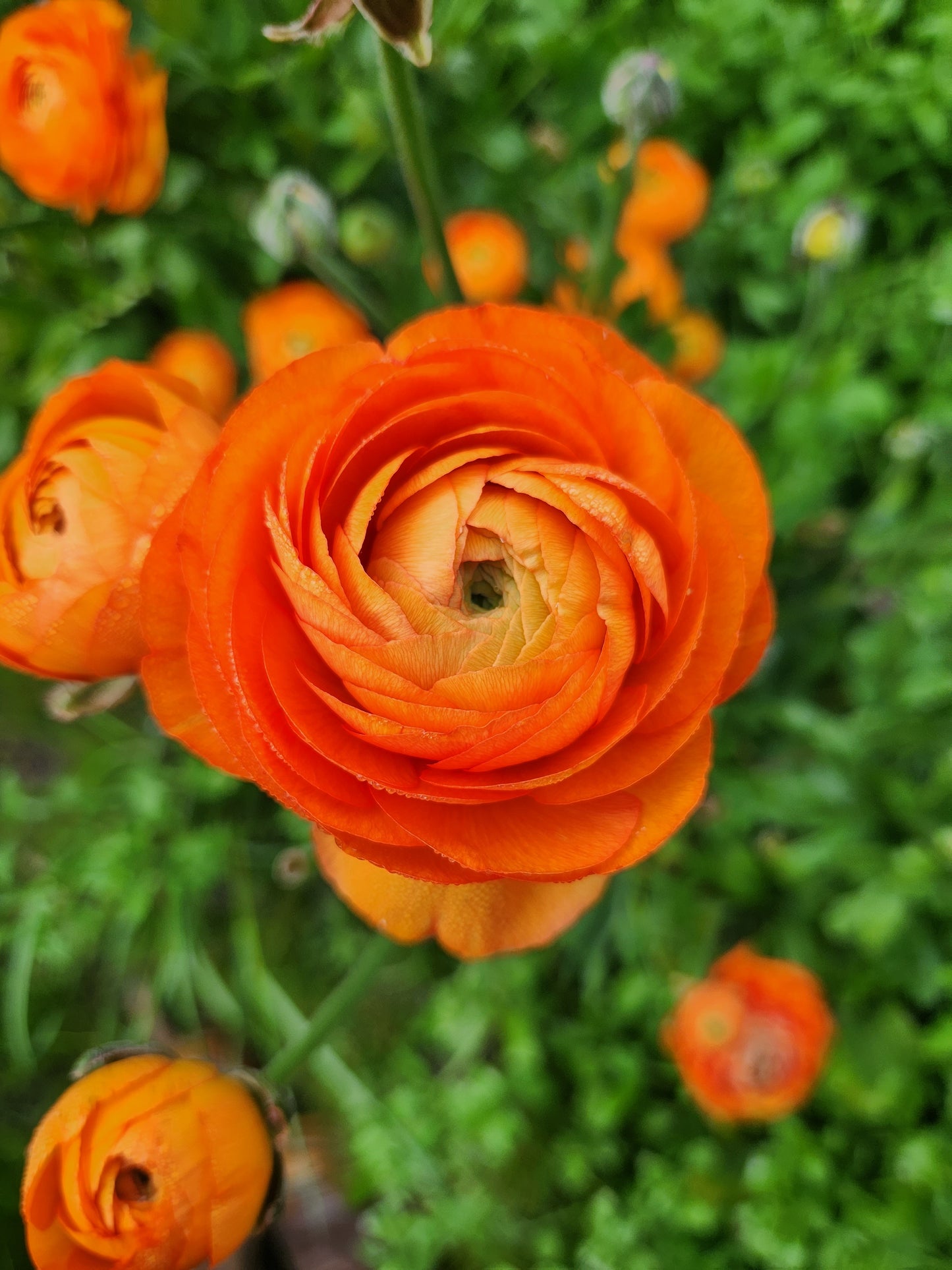 Italian Ranunculus Orange