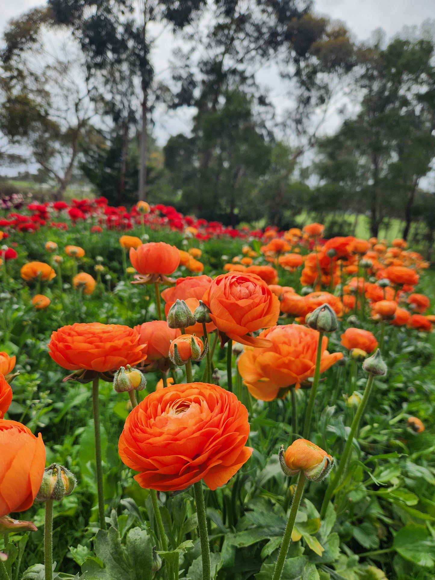 Italian Ranunculus Orange