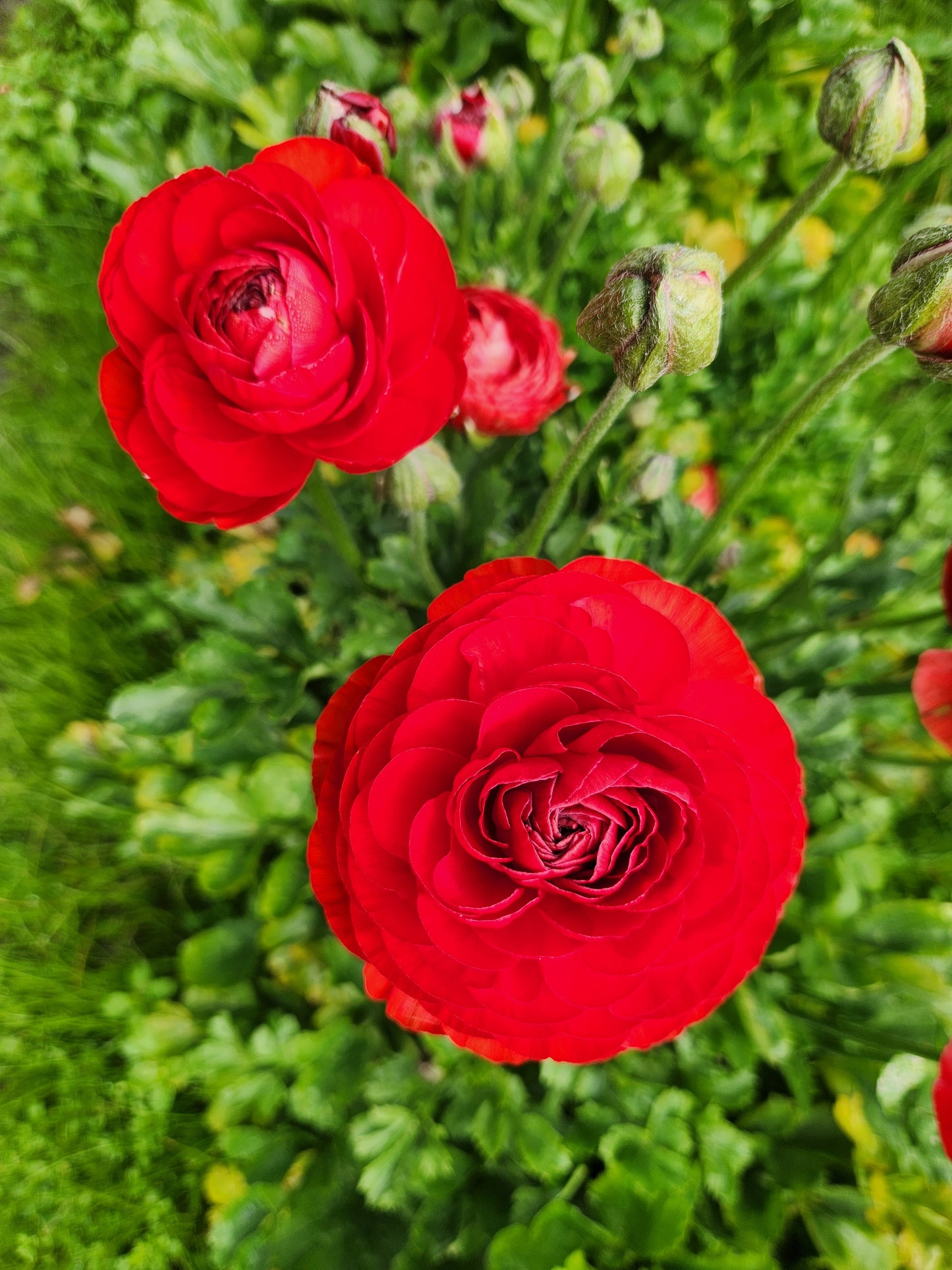 Italian Ranunculus Deep Red