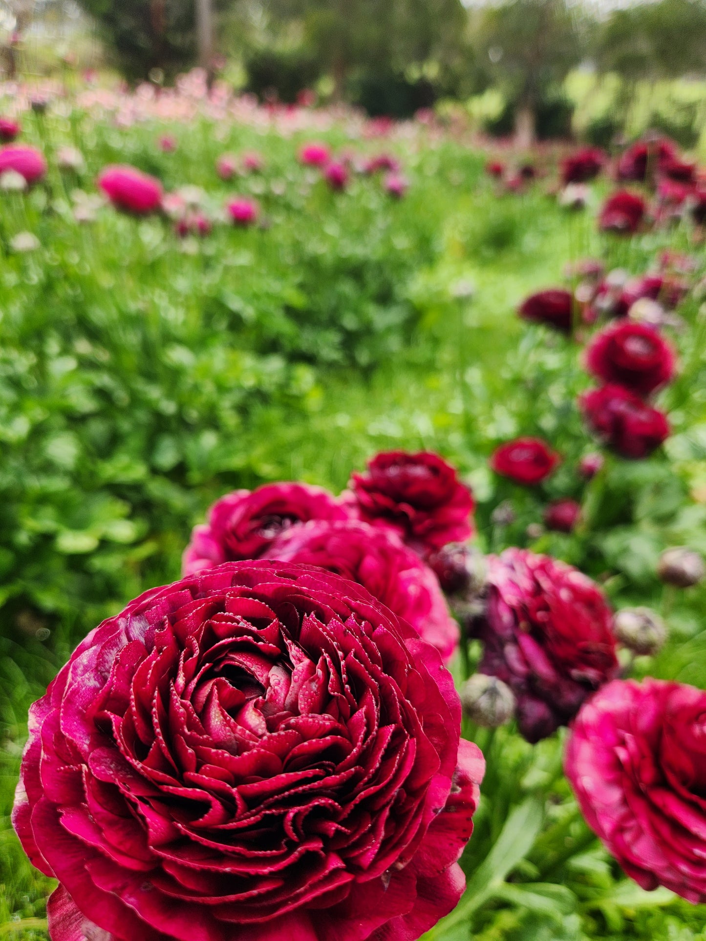 Italian Ranunculus Violet