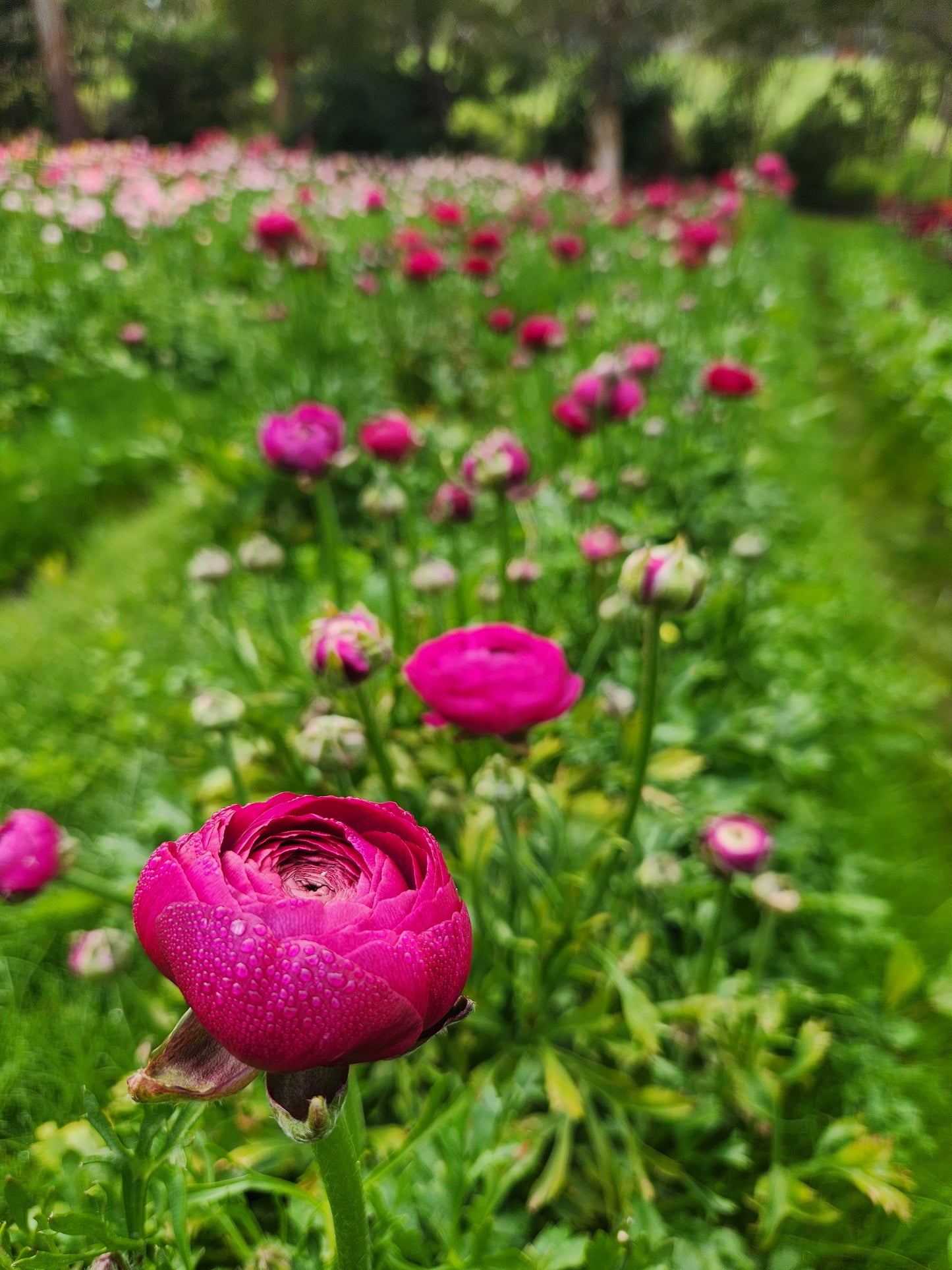 Italian Ranunculus Violet