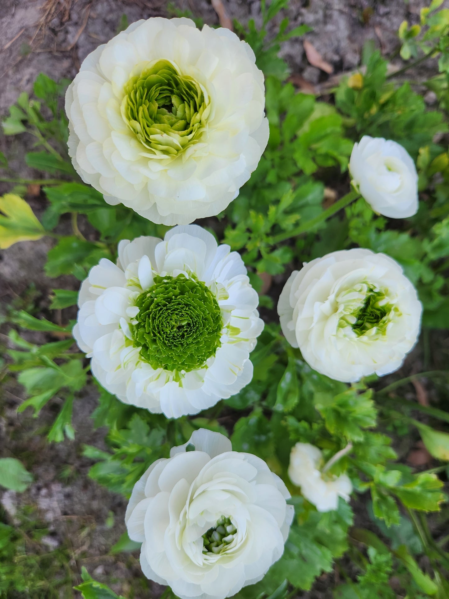Italian Ranunculus White Festival