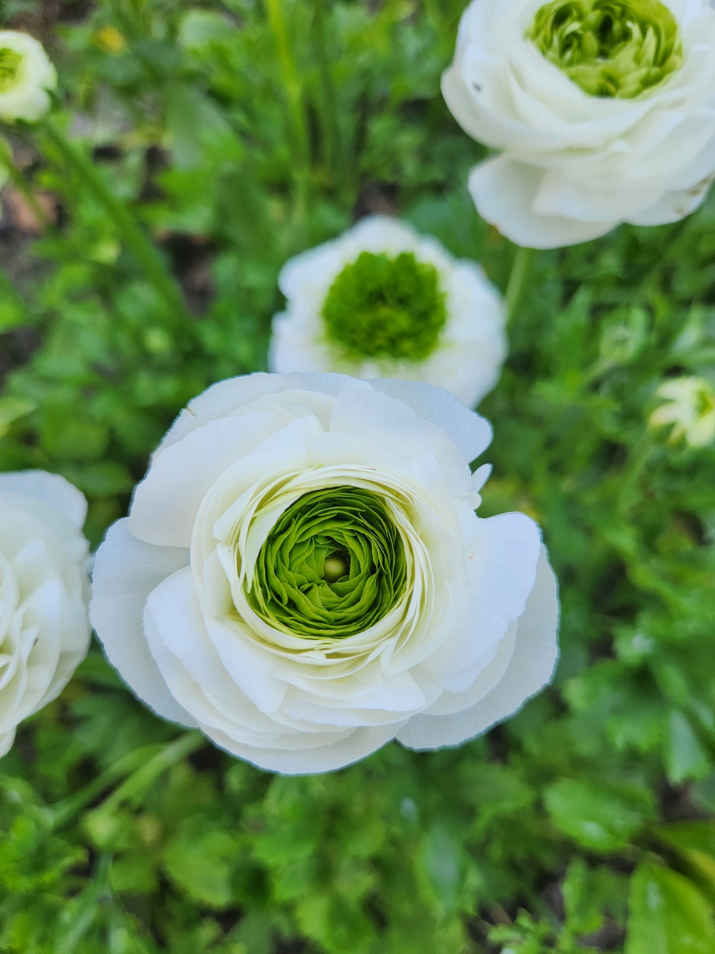 Italian Ranunculus White Festival