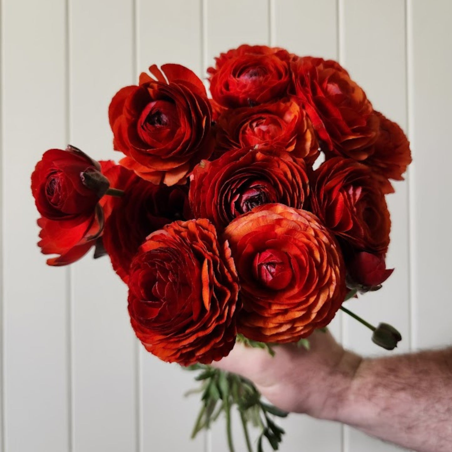 Cioccolato - Specialty Ranunculus