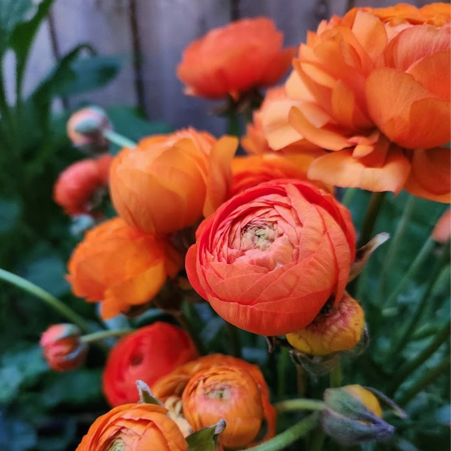 Clementine - Specialty Ranunculus