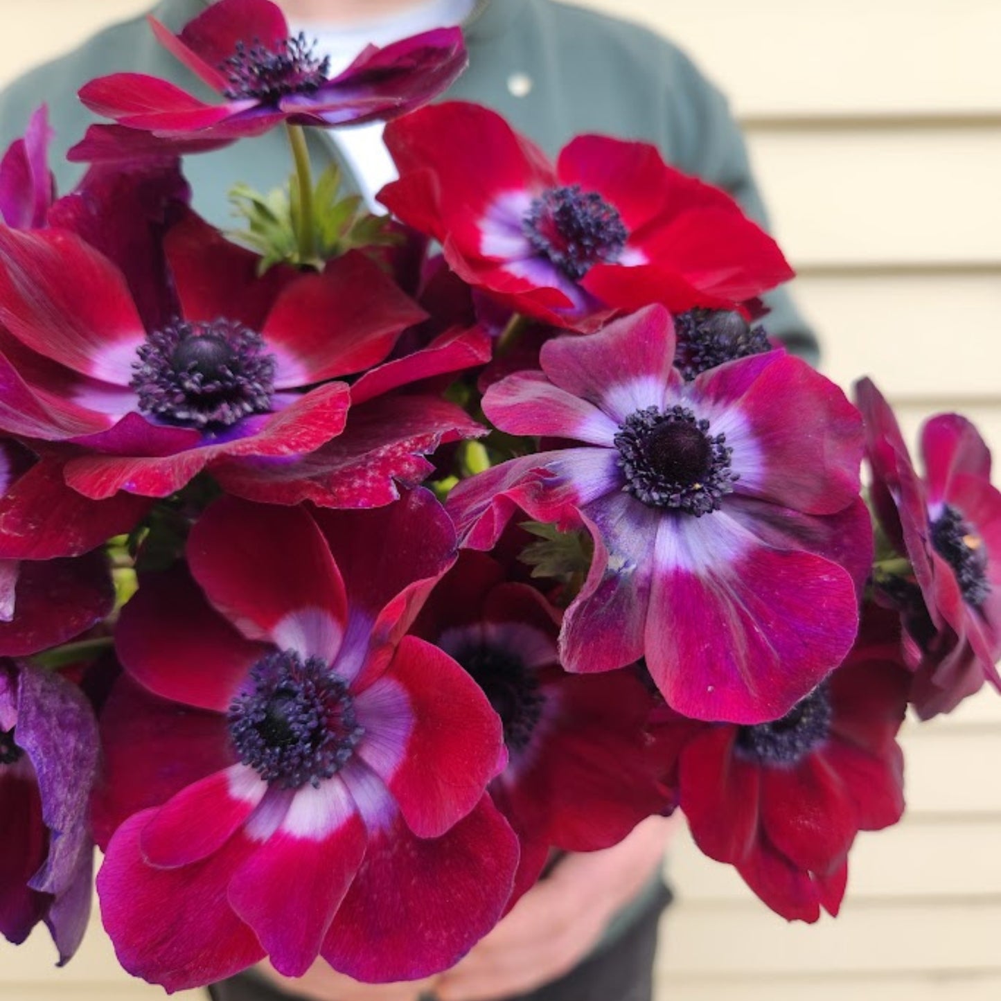 Bordeaux - Mistral Anemone