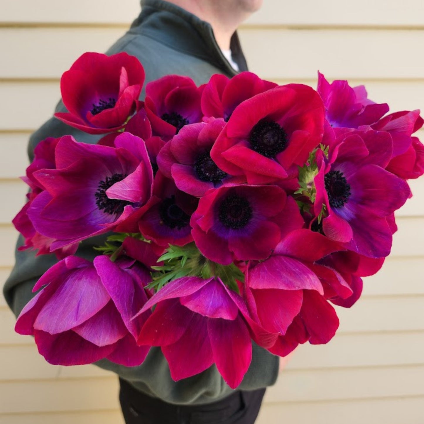 Magenta - Mistral Anemone