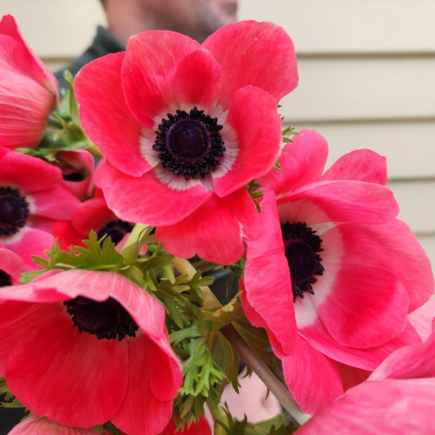 Pinkie - Mistral Anemone