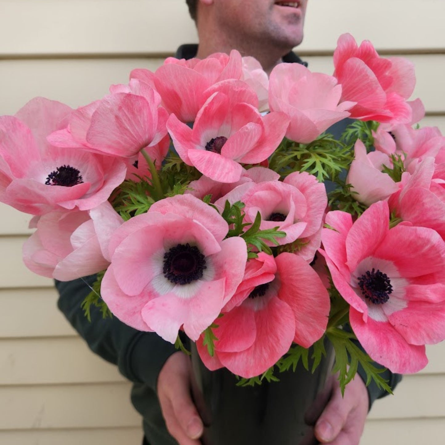 Rosa Chiaro - Mistral Anemone