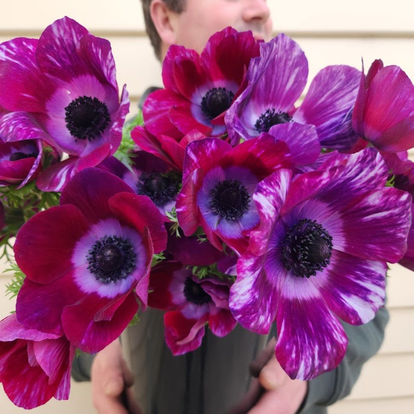 Tigre Wine - Mistral Anemone