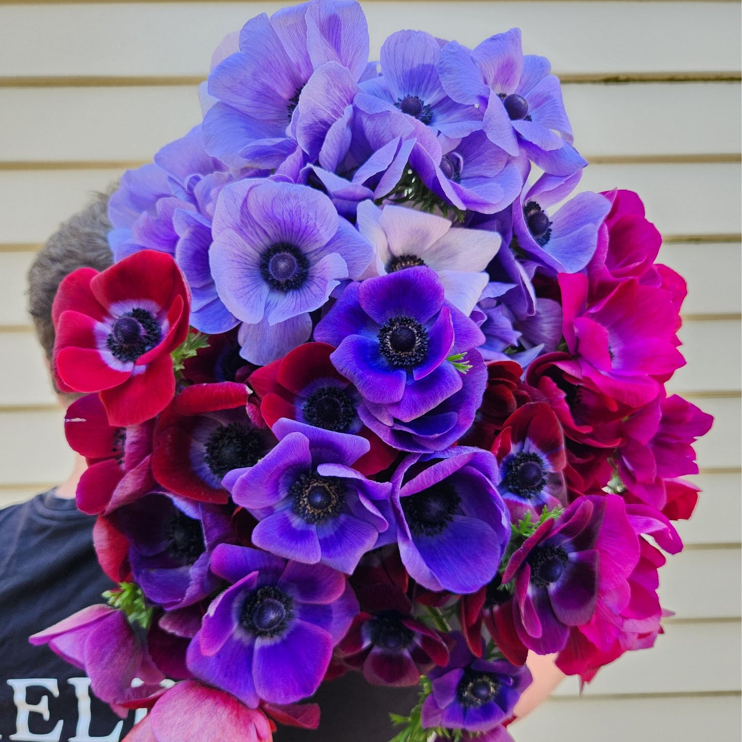 Mixed - Mistral Anemones