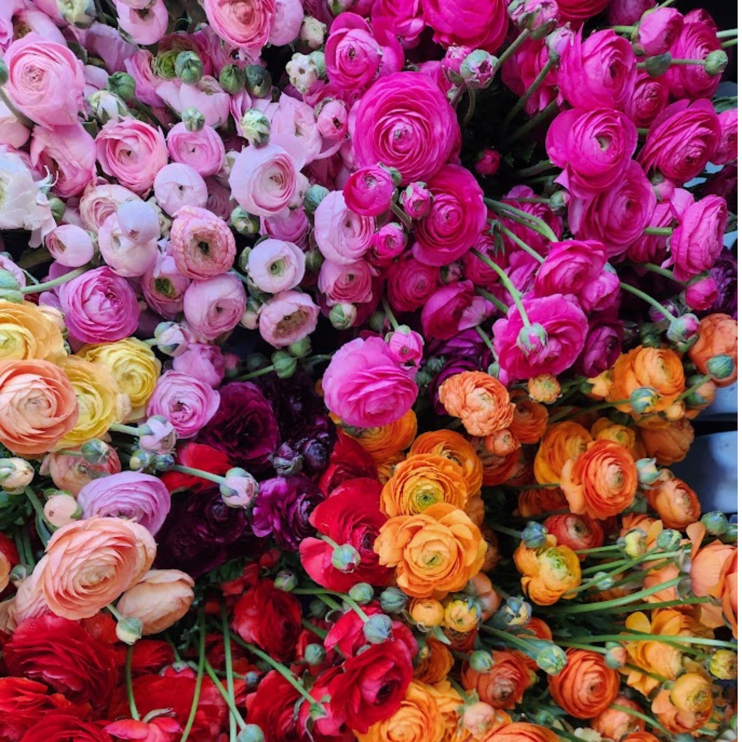 Mixed - Specialty Ranunculus