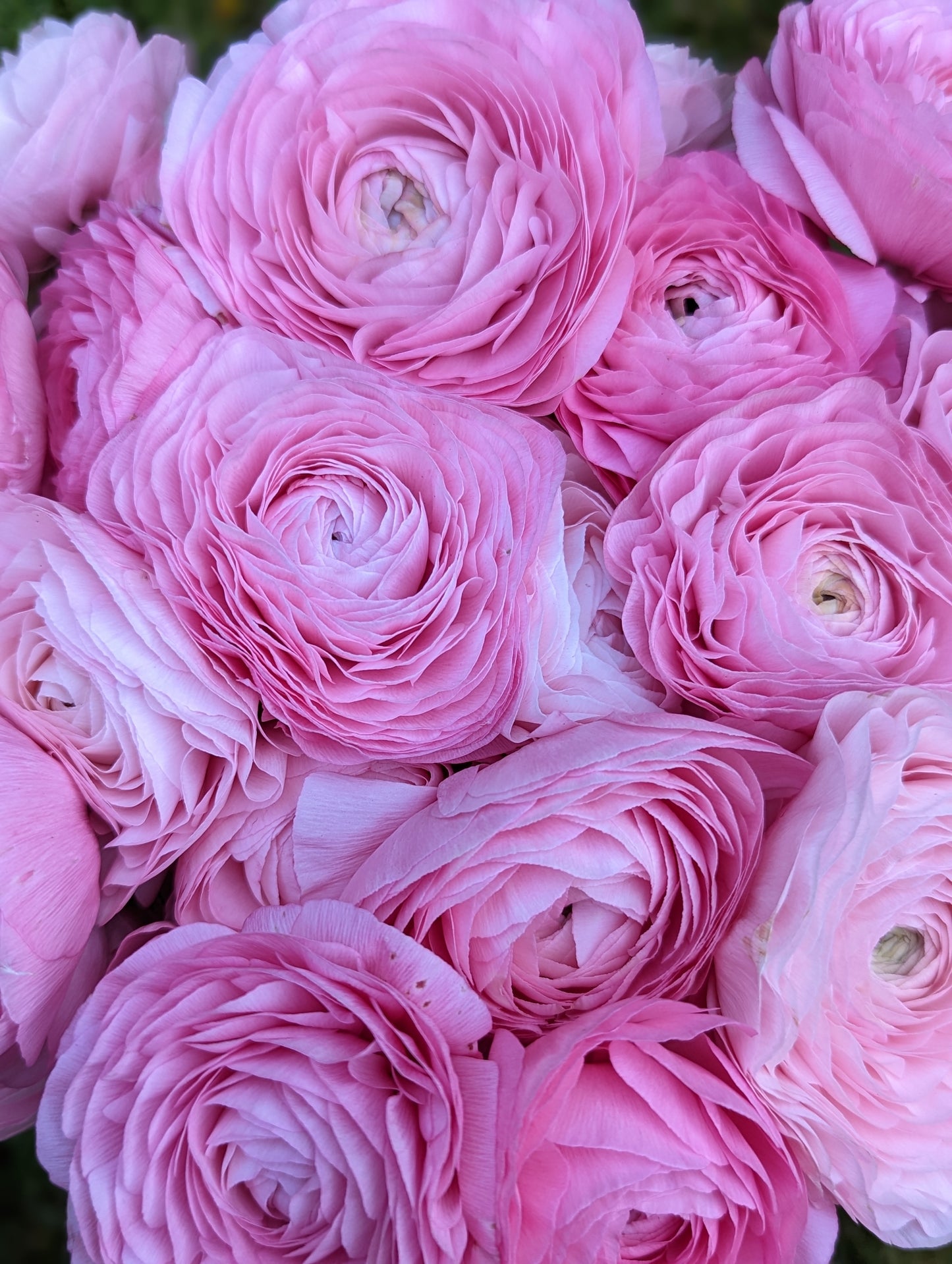 Italian Ranunculus Marshmallow