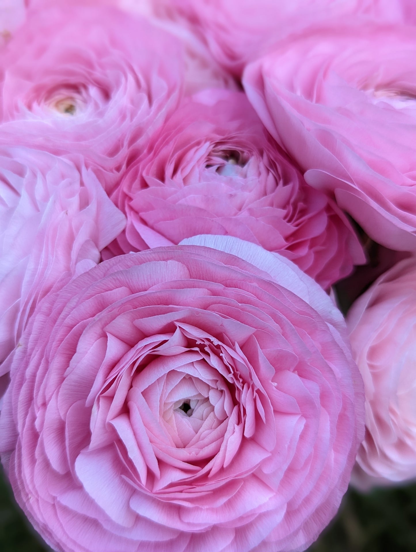 Italian Ranunculus Marshmallow