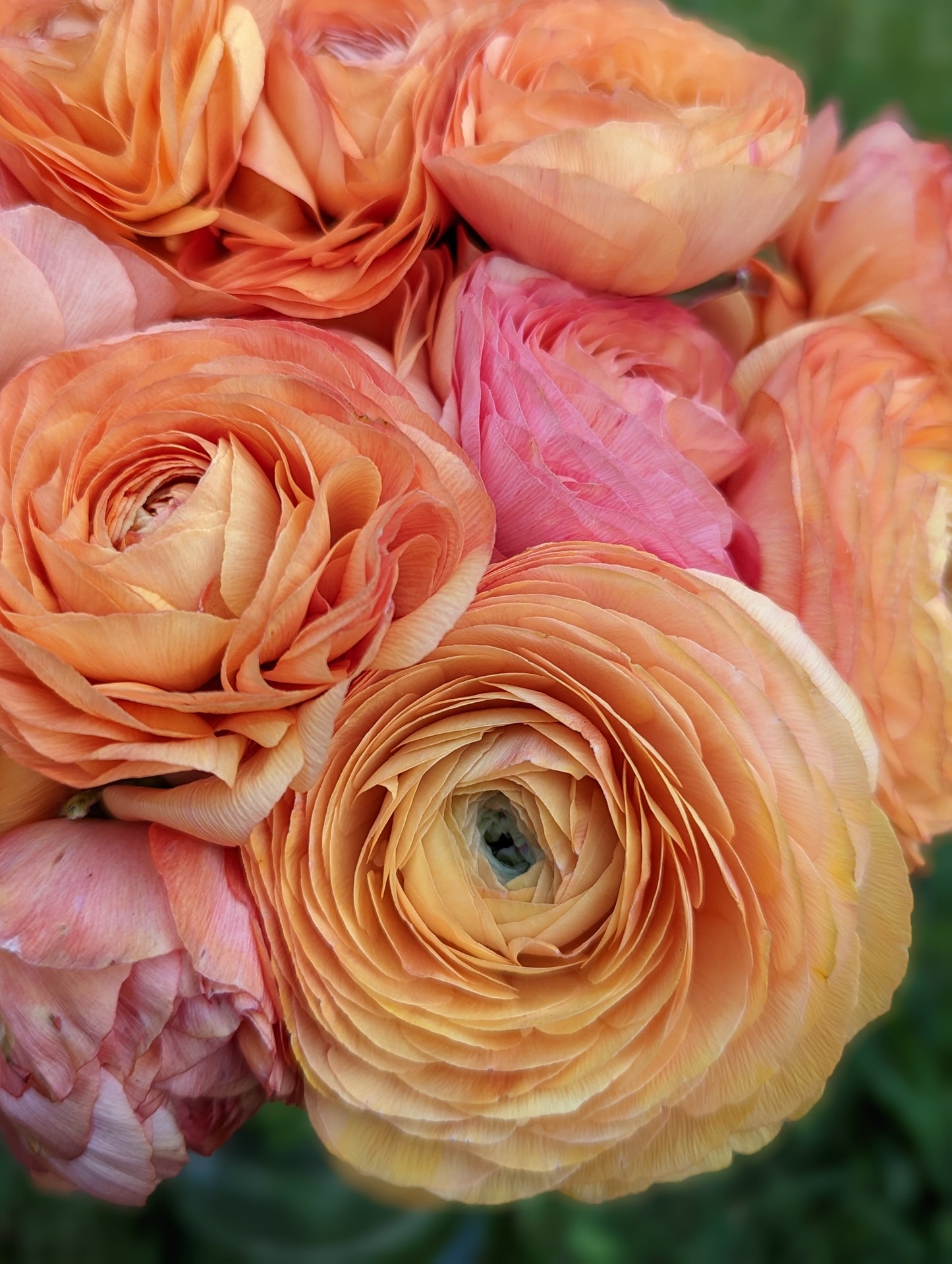 Italian Ranunculus Salmon