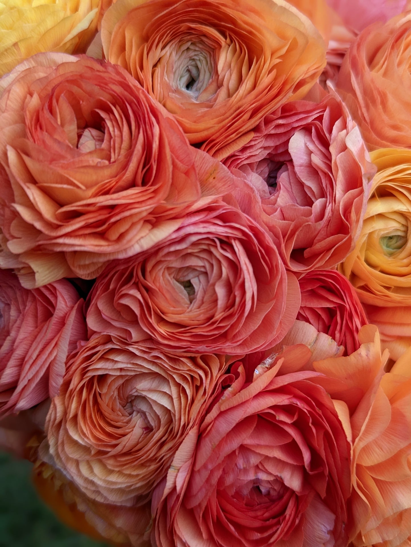 Italian Ranunculus Salmon