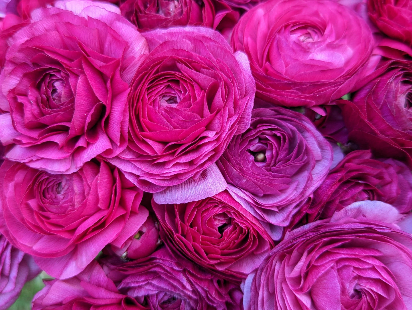 Italian Ranunculus Violet