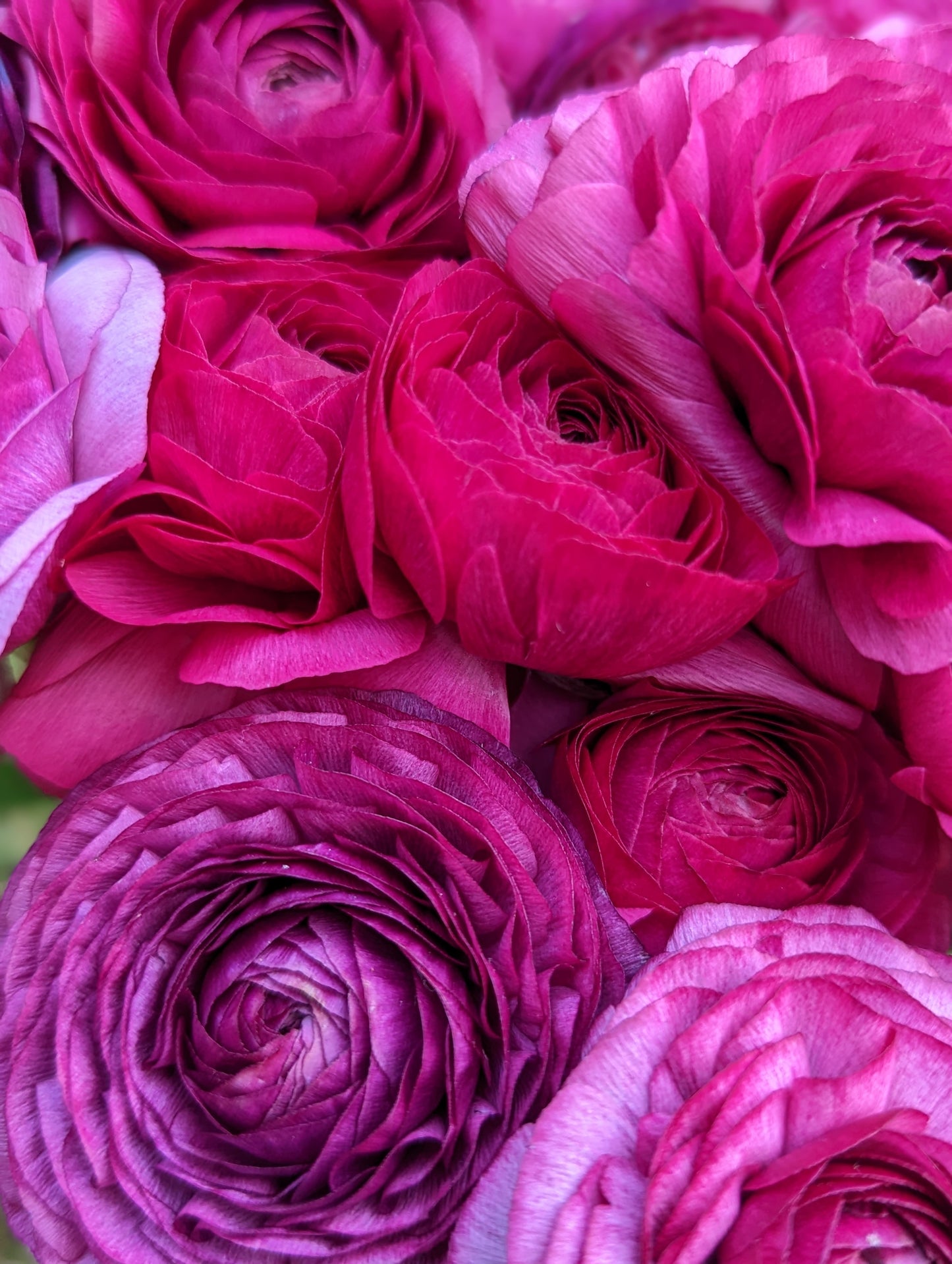 Italian Ranunculus Violet