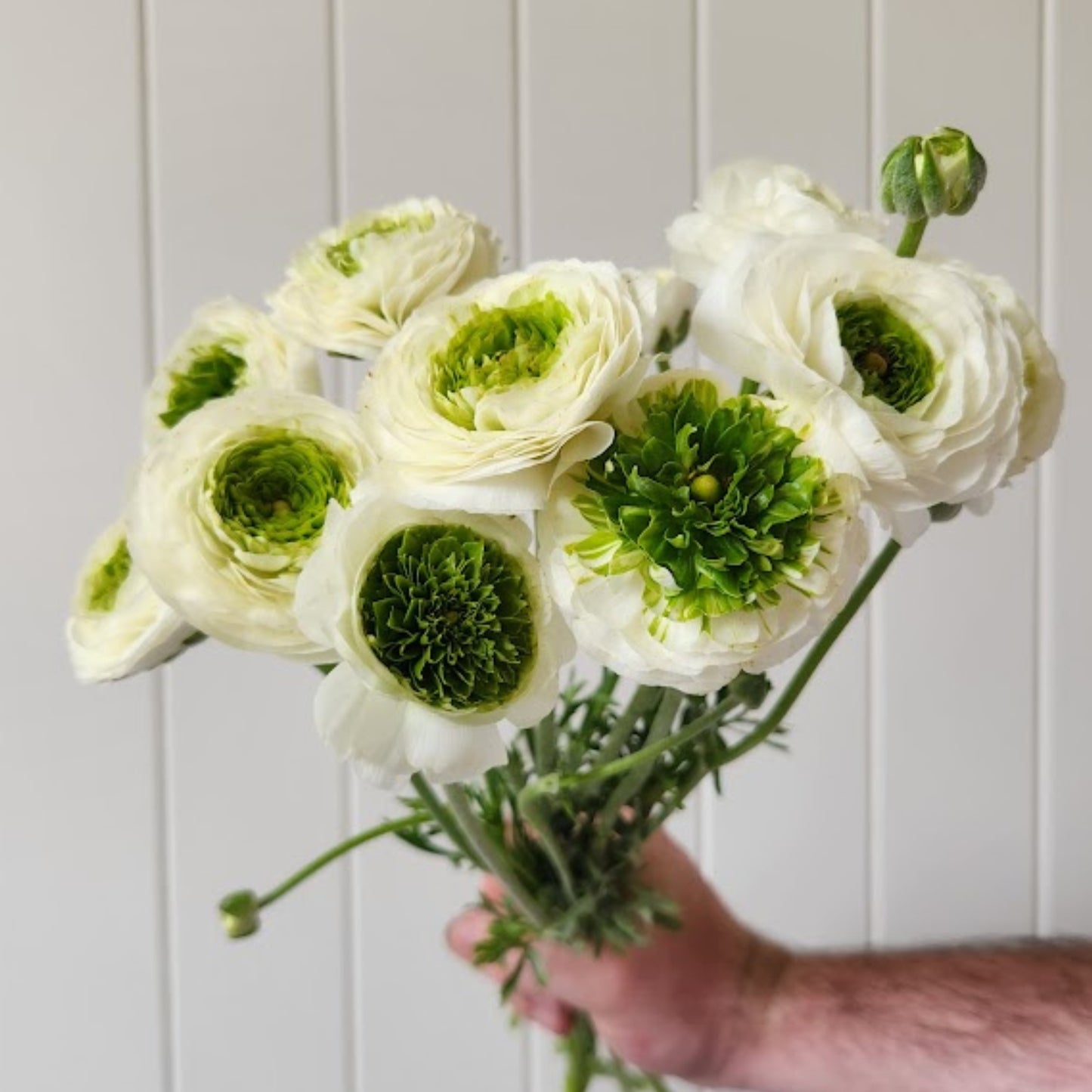 White Festival - Specialty Ranunculus