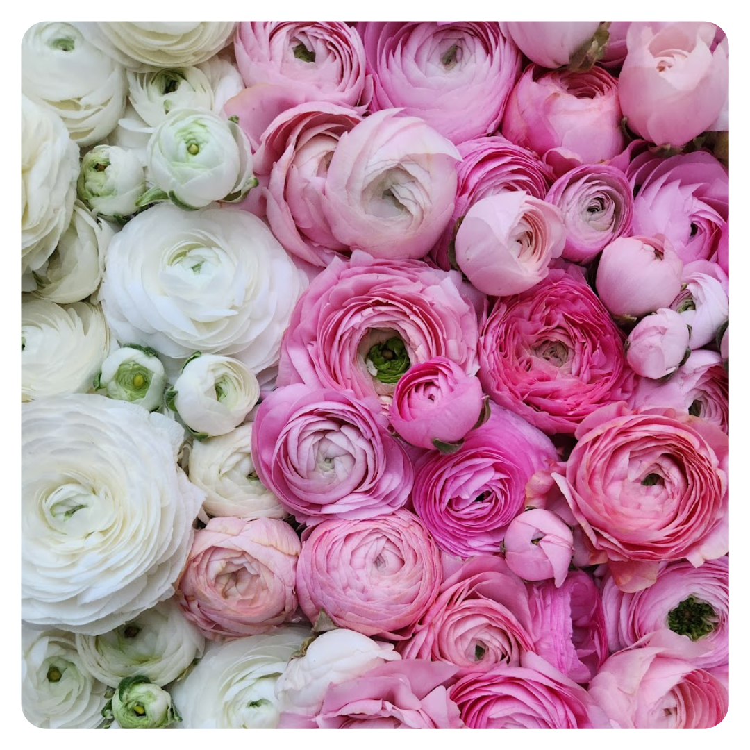 Specialty Ranunculus – Field & Foliage
