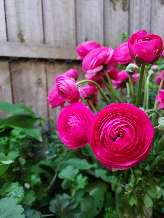 Italian Ranunculus Bon Bon