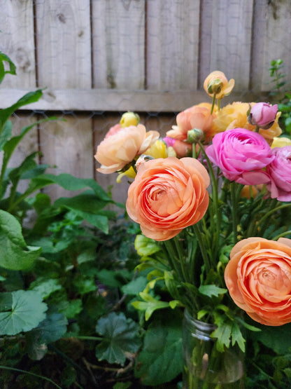 Italian Ranunculus Pastel Mix