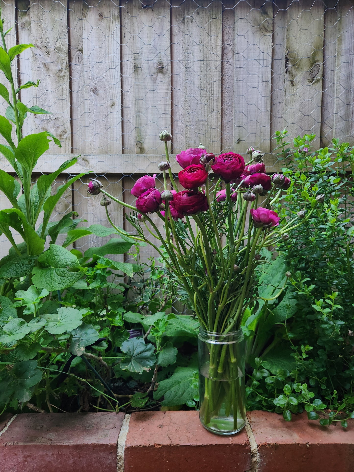 Italian Ranunculus Plum