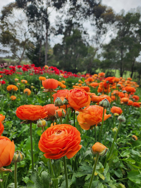 Italian Ranunculus Orange