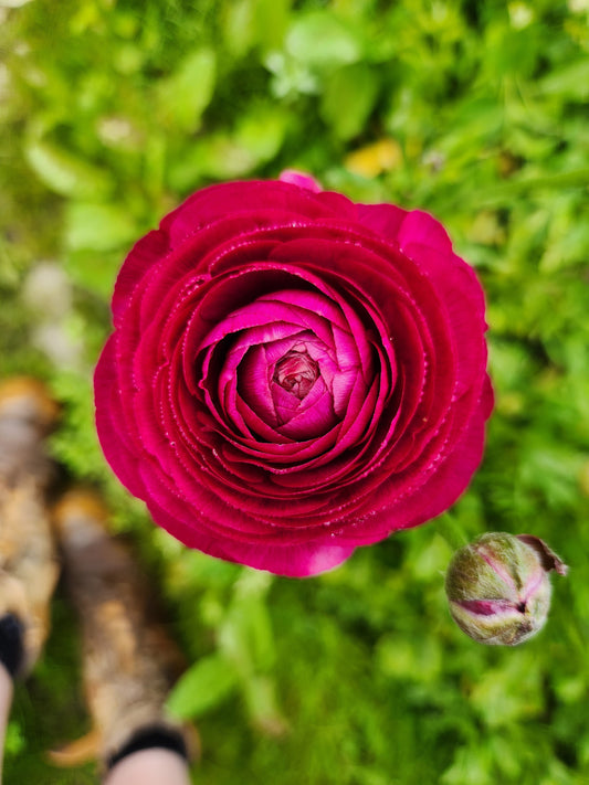 Italian Ranunculus Violet