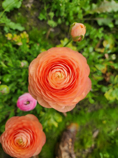 Italian Ranunculus Pastel Mix