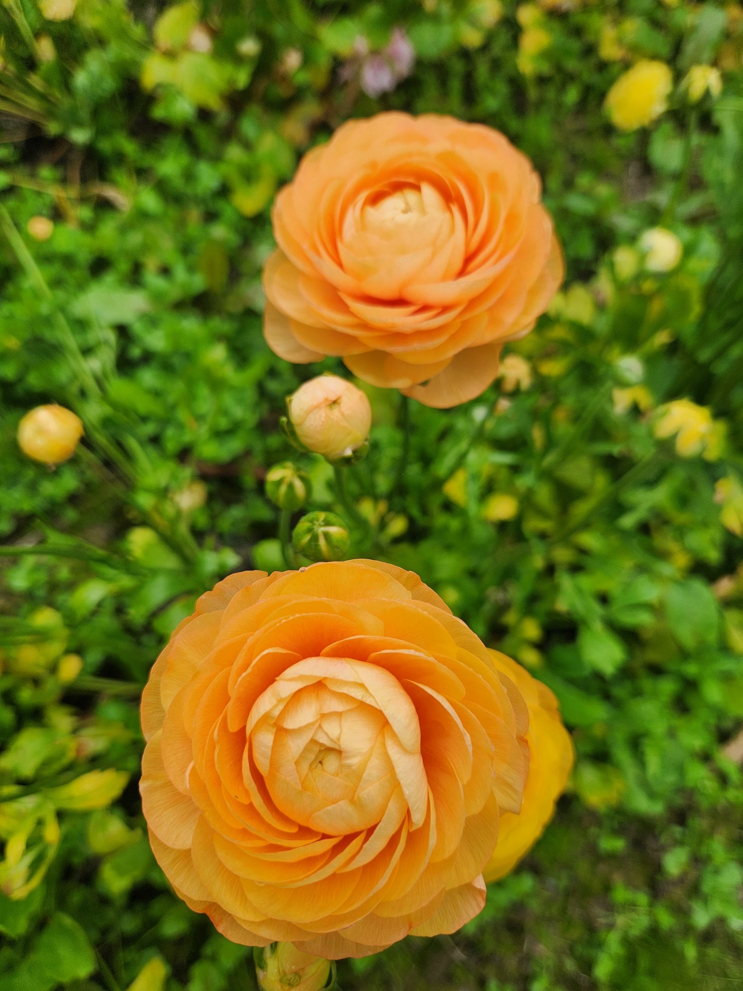 Italian Ranunculus Pastel Mix