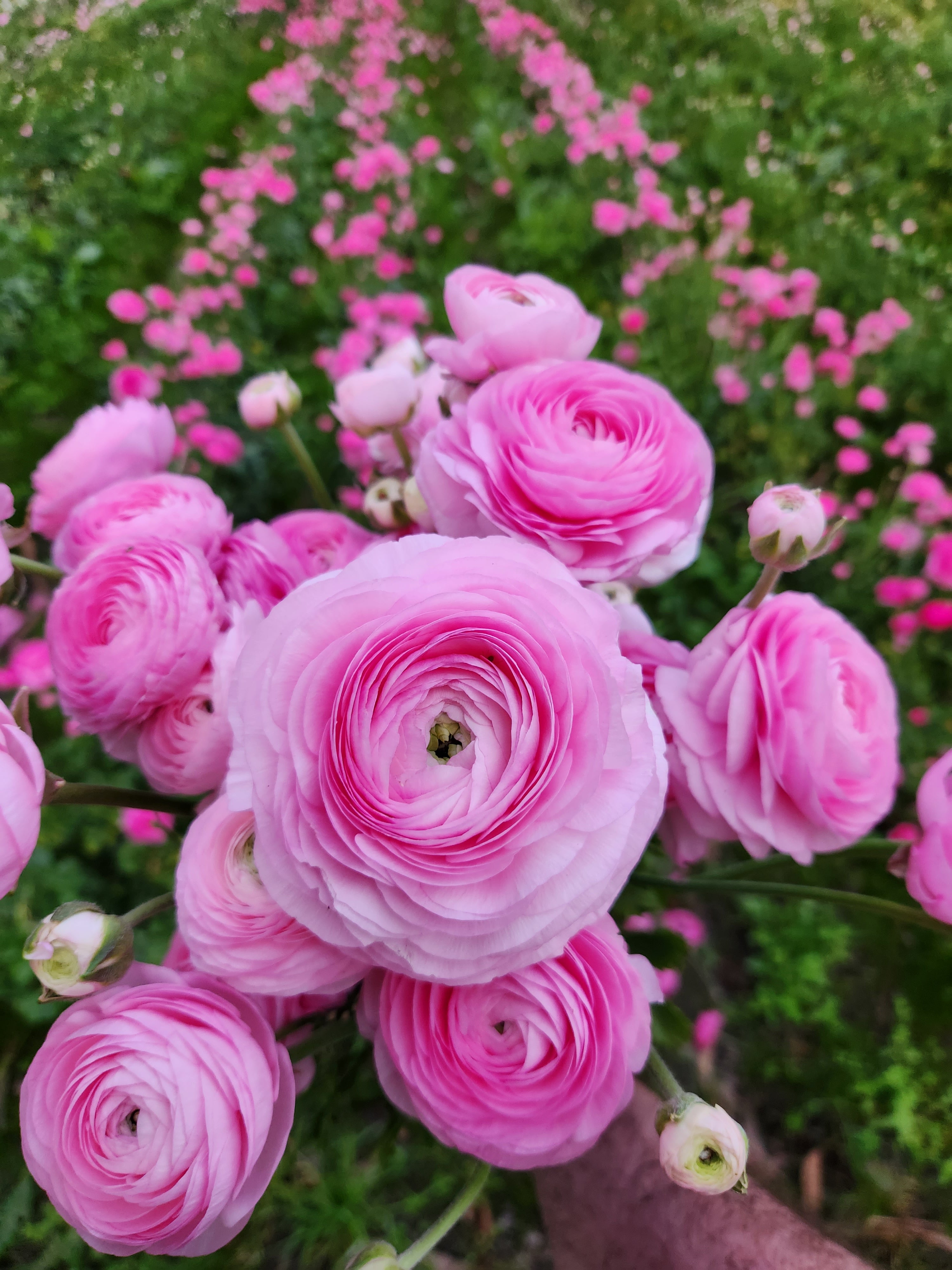 Pink Ranunculus Field Italian Ranunculus – Field & Foliage