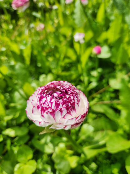 Italian Ranunculus Magenta Stripe