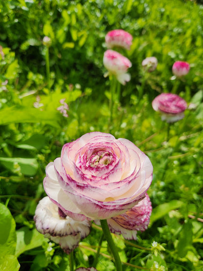 Italian Ranunculus Magenta Stripe