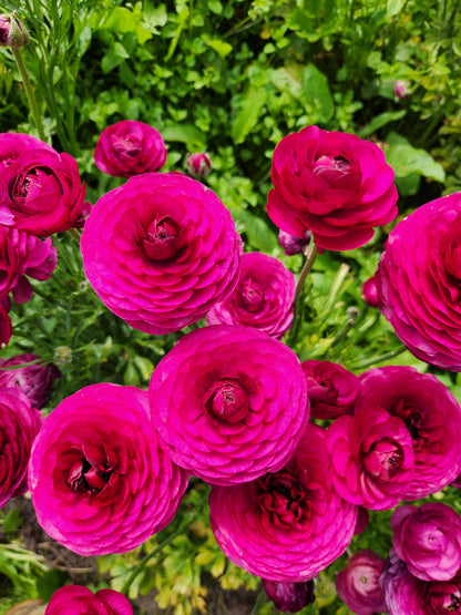 Italian Ranunculus Bon Bon