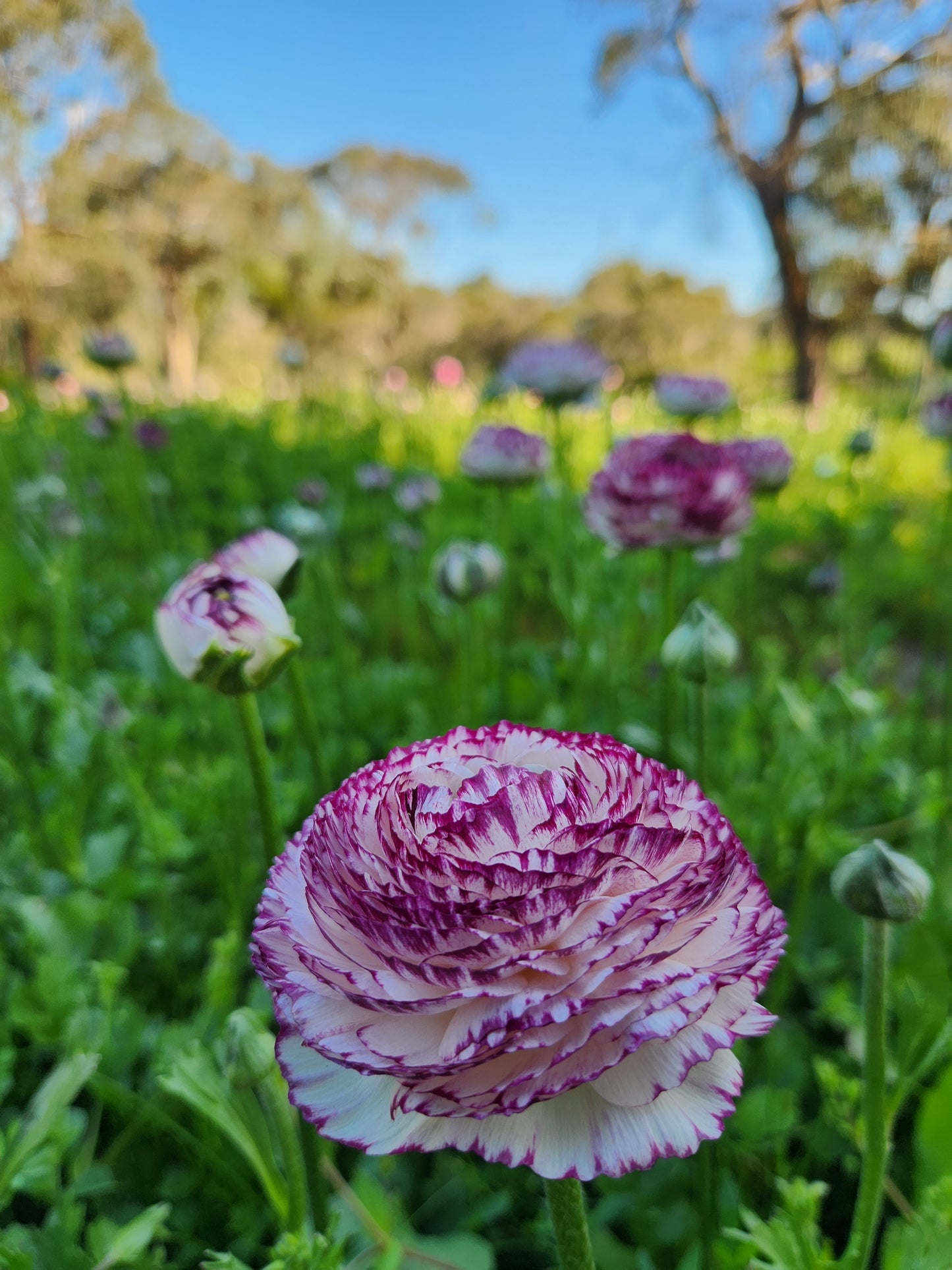 Italian Ranunculus Magenta Stripe