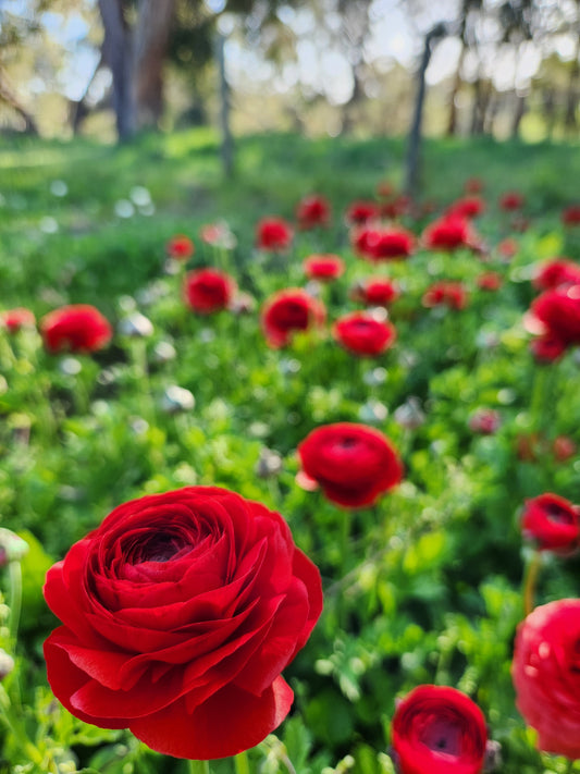 Italian Ranunculus Spring Red