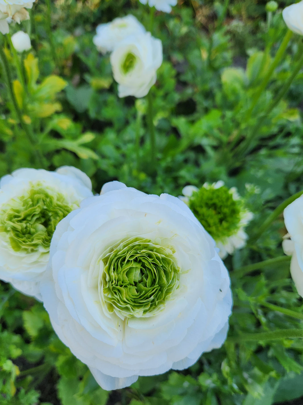 Italian Ranunculus – Field & Foliage