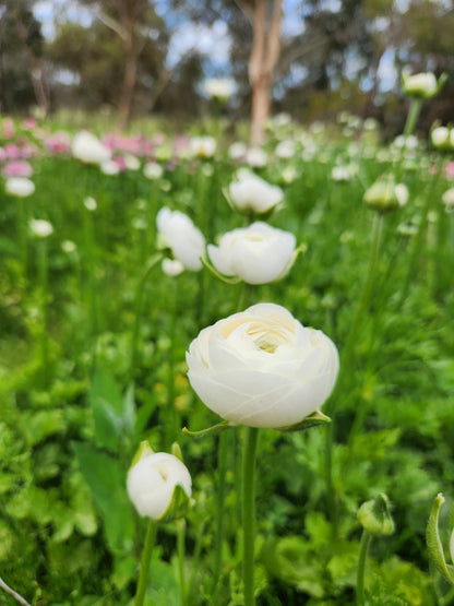 Italian Ranunculus Bianco