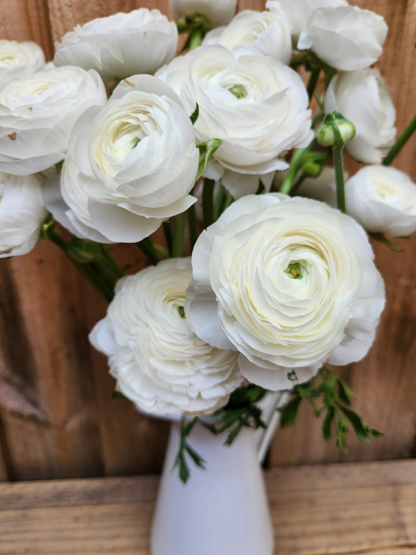 Italian Ranunculus Bianco