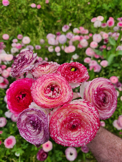 Italian Ranunculus Magenta Stripe